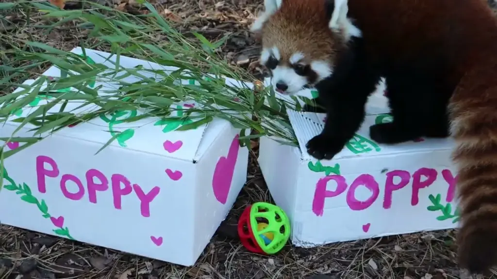 Mick Schumacher takes over sponsorship for world-famous panda bear
