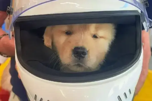 Hamilton has a new companion: female dog Halo causes excitement