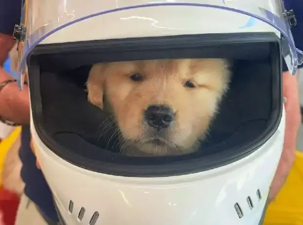 Hamilton has a new companion: female dog Halo causes excitement