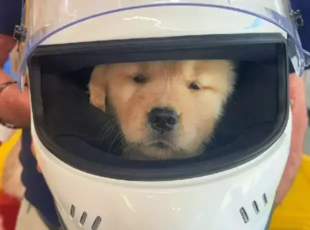 Titel-Bild zur News: Lewis Hamiltons Hund Halo